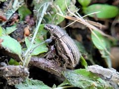 Naupactus leucoloma