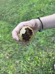 Amphibolips