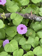 Ipomoea cordatotriloba