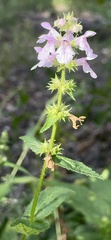 Stachys tenuifolia
