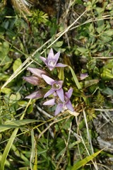 Gentianella