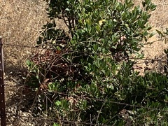 Heteromeles arbutifolia