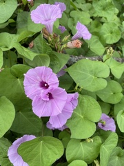 Ipomoea cordatotriloba