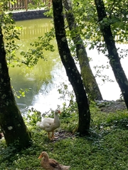 Anser anser domesticus