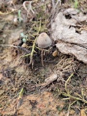 Panaeolus papilionaceus
