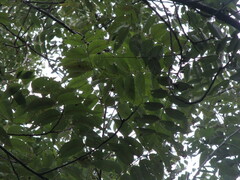 Juglans