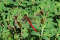Sympetrum pedemontanum