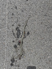 Thamnophis marcianus