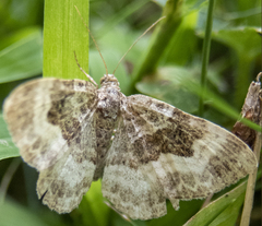 Epirrhoe alternata