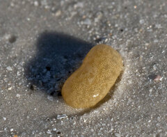 Aplidium stellatum