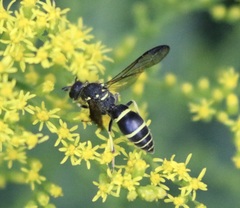 Ancistrocerus adiabatus