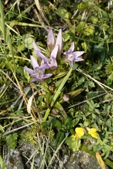 Gentianella