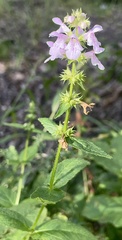 Stachys tenuifolia