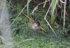 Porzana carolina