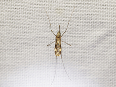 Anopheles punctipennis