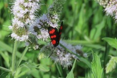 Zygaena filipendulae