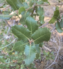 Quercus