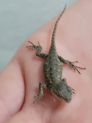 Sceloporus consobrinus
