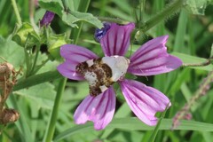 Acontia lucida