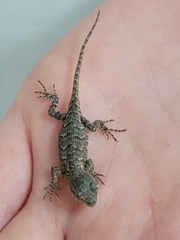 Sceloporus consobrinus