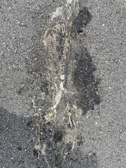 Agkistrodon piscivorus