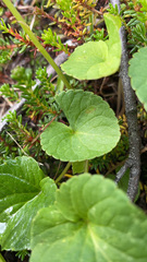 Viola langsdorffii