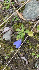Campanula lasiocarpa