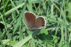 Plebejus
