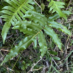 Blechnum chilense