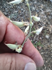 Astragalus douglasii parishii