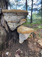 Pseudoinonotus dryadeus