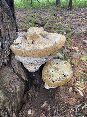 Pseudoinonotus dryadeus