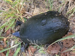 Sternotherus odoratus