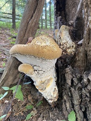 Pseudoinonotus dryadeus