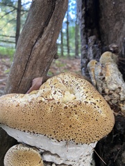 Pseudoinonotus dryadeus