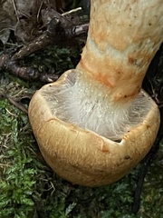 Cortinarius armillatus