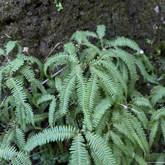 Sticherus squamulosus