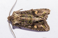 Ichneutica skelloni