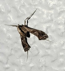 Lineodes integra
