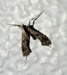 Lineodes integra