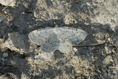 Gnophini