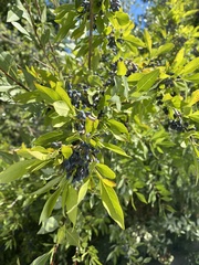 Forestiera pubescens