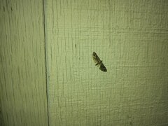 Eupithecia rotundopuncta