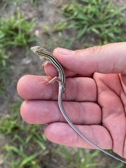 Aspidoscelis sexlineatus
