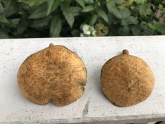 Suillus decipiens