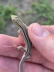 Aspidoscelis sexlineatus
