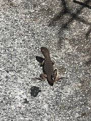 Leiocephalus carinatus