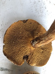 Suillus decipiens