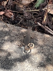 Leiocephalus carinatus