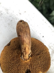 Suillus decipiens